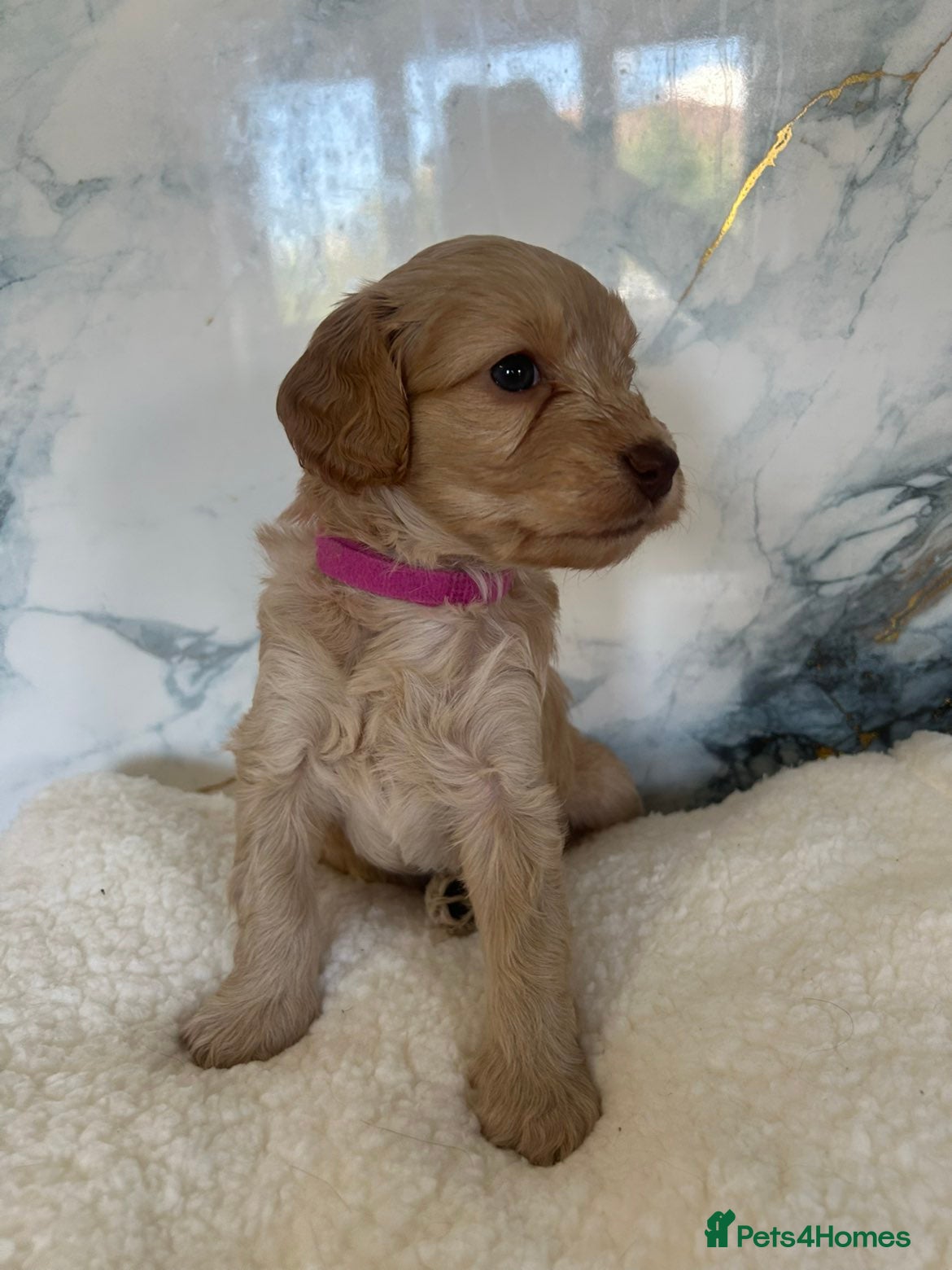 Cockapoo dogs GORGEOUS F1 COCKAPOOS  - Advert 2
