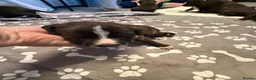 Mixed Breed dogs for sale: Staffordshire bull terrier x Lurcher puppies in Rugby - Advert 15