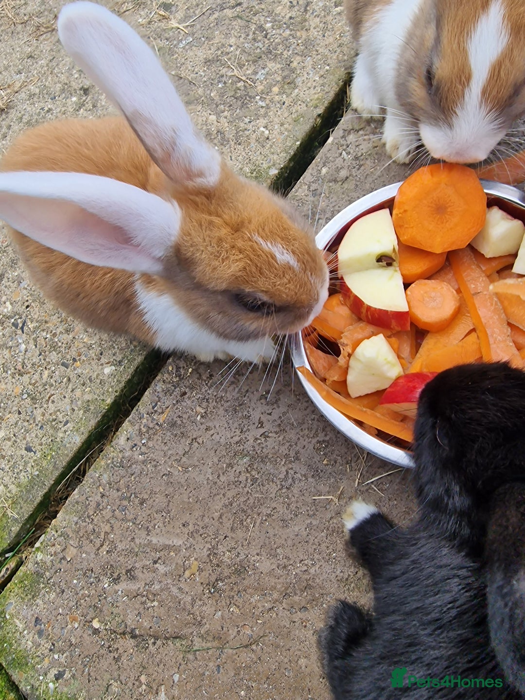 Mixed Breed rabbits for sale: 4 baby bunnies - Image 3