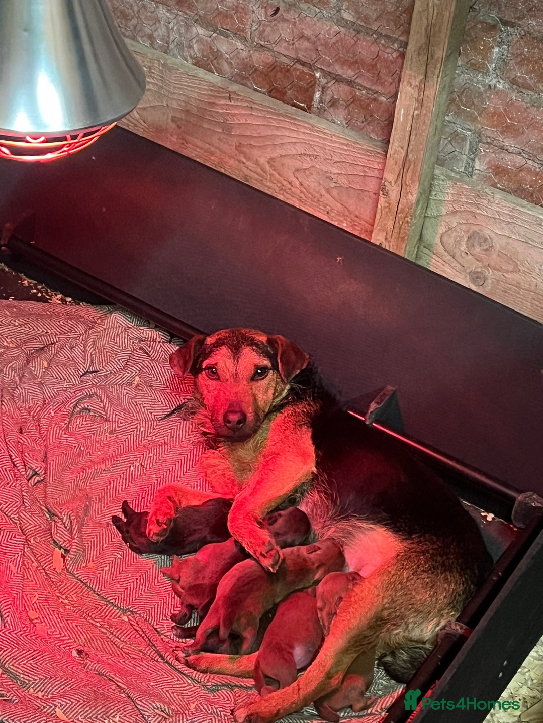 Patterdale Terrier dogs for sale: Patterdale terrier puppies for sale in Heriot - Advert 6