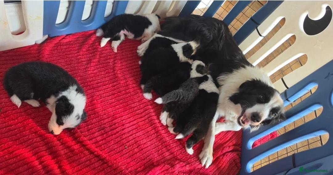 Border Collie dogs for sale: Exceptional KC babies - Advert 1