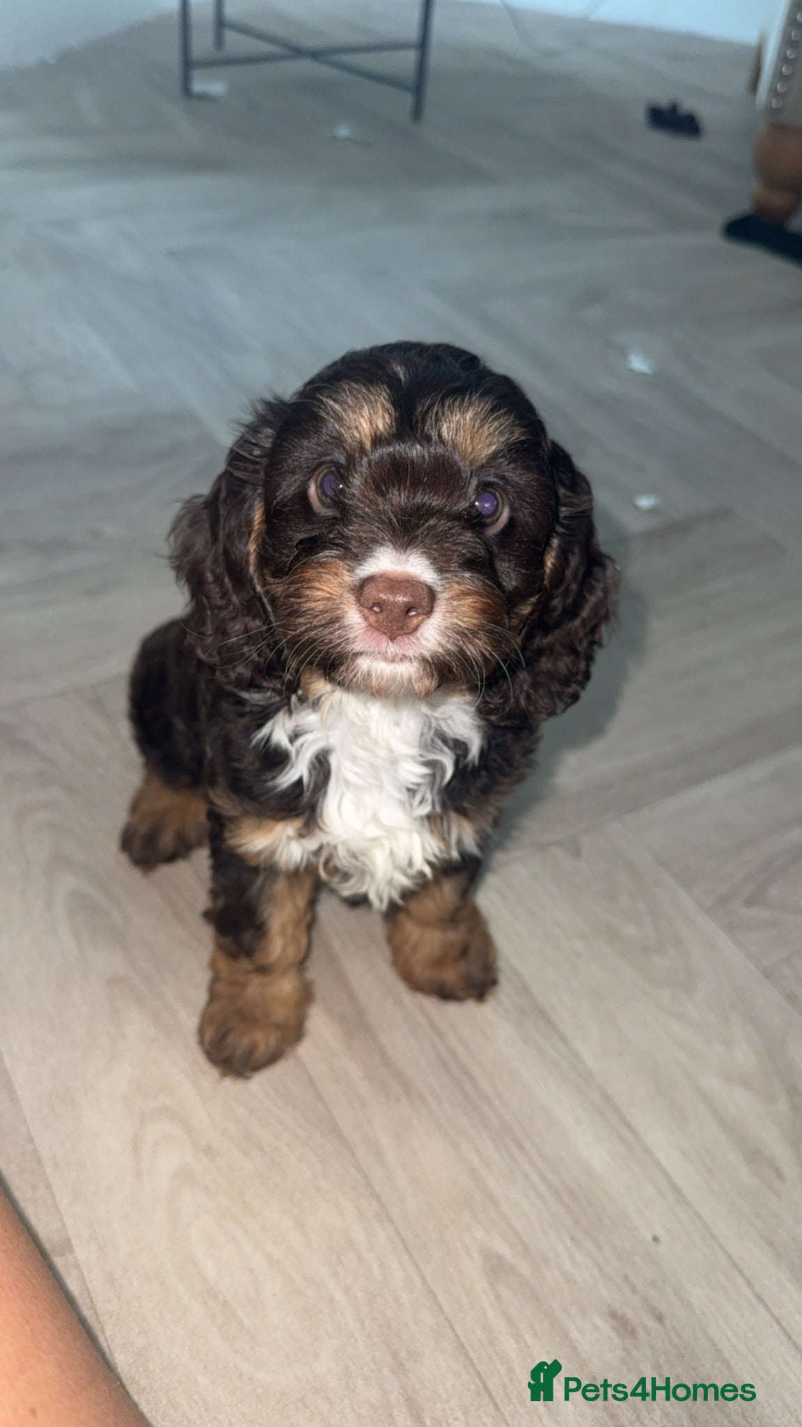 Cavapoo dogs F1 Cavapoos  - Advert 15
