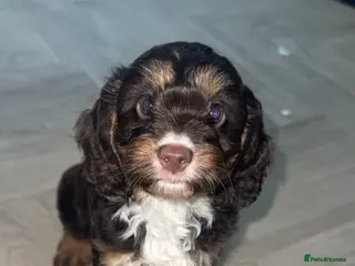 Cavapoo dogs F1 Cavapoos - Advert 15