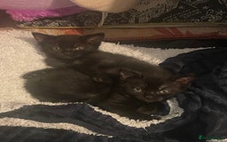 British Shorthair cats for sale: 2 black female domestic shorthairs  - Image 2