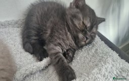 British Shorthair cats for sale: 4 British Shorthair  - Image 19