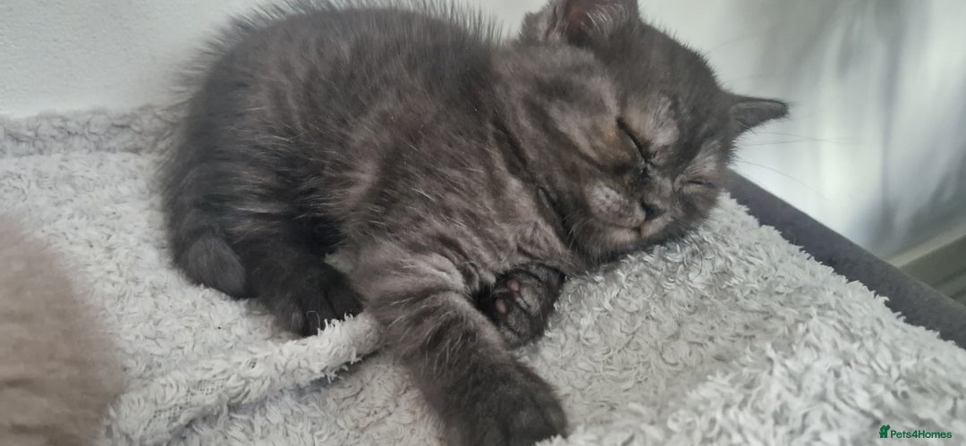 British Shorthair cats for sale: 4 British Shorthair  - Image 19