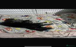 Staffordshire Bull Terrier dogs for sale: KC Reg Staffy Puppies Ready 3rd Dec - Image 1