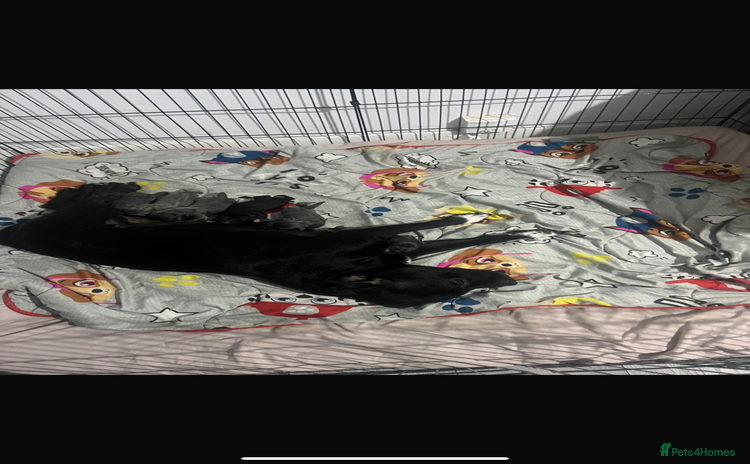 Staffordshire Bull Terrier dogs - Advert 1