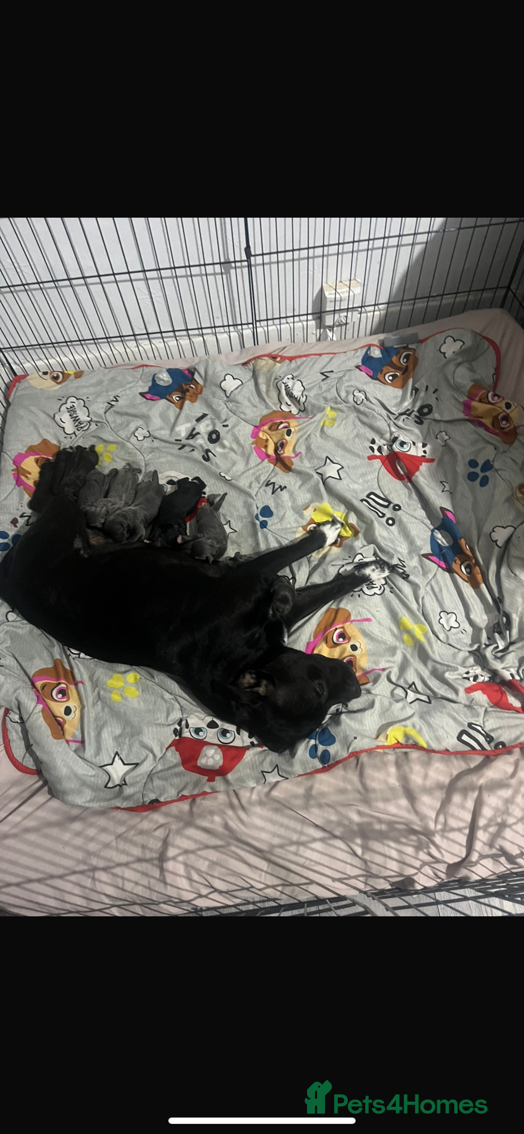 Staffordshire Bull Terrier dogs for sale: KC Reg Staffy Puppies Ready 3rd Dec - Image 1