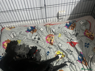 Staffordshire Bull Terrier dogs - Advert 2