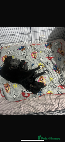 Staffordshire Bull Terrier dogs - Advert 9