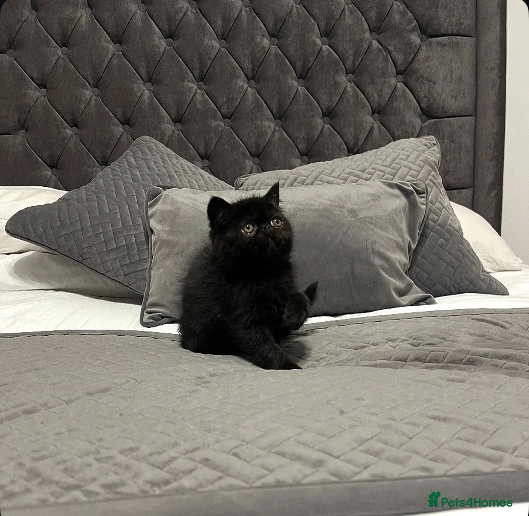 Exotic cats for sale: Stunning short hair exotic kittens  in Boston - Advert 12