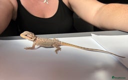 Bearded Dragon reptiles for sale: Baby beardies - Image 7