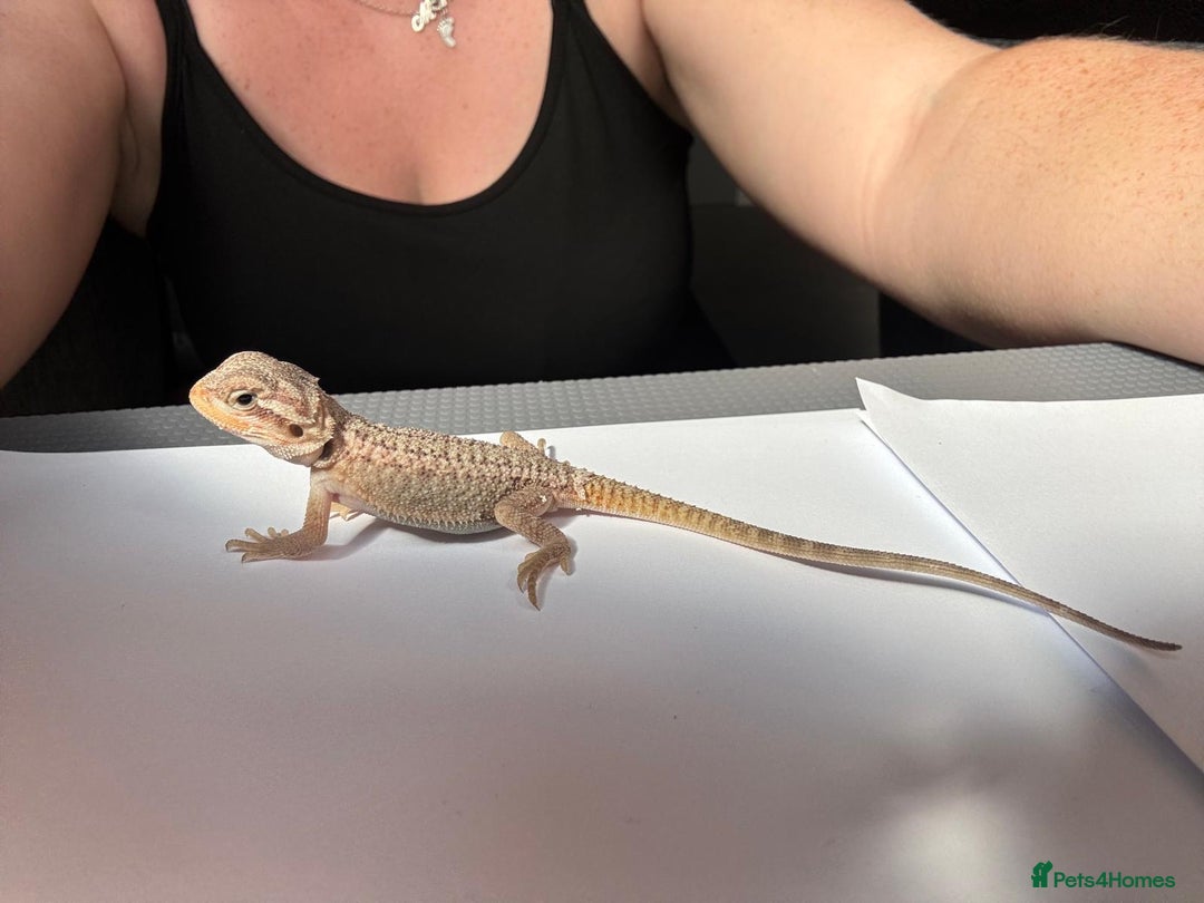 Bearded Dragon reptiles for sale: Baby beardies - Image 7
