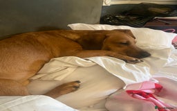 Mixed Breed dogs for sale: Unfortunately selling bugzy - Image 6