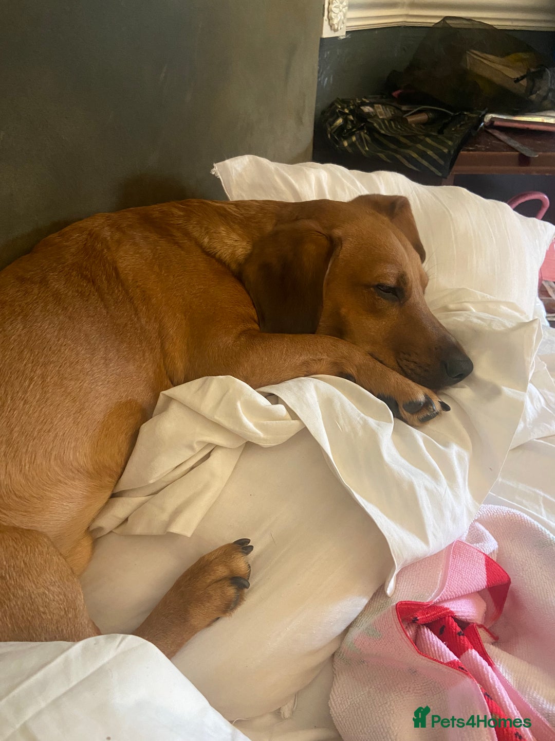 Mixed Breed dogs for sale: Unfortunately selling bugzy - Image 6