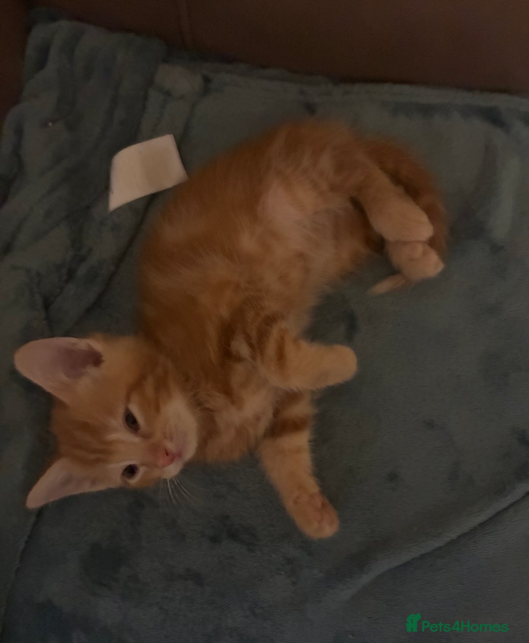 Domestic Shorthair cats for sale: Beautiful ginger male kitten  - Advert 6