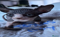 Sphynx cats for sale: canadian sphynx for sale  - Advert 18