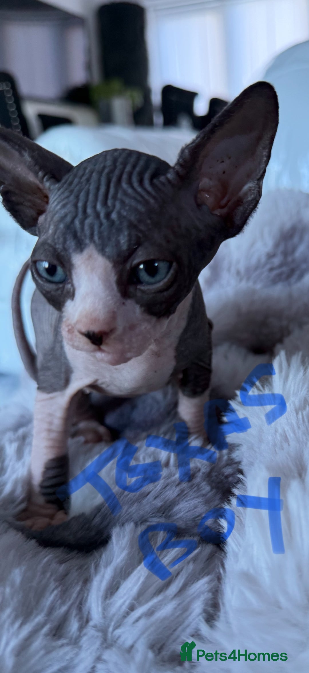 Sphynx cats for sale: canadian sphynx for sale  - Advert 18