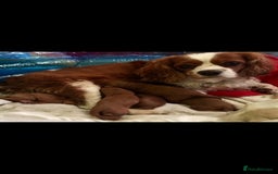 Cavapoo dogs for stud: Extensively Heath Tested Deep Red Min Poodle in Mansfield - Image 11