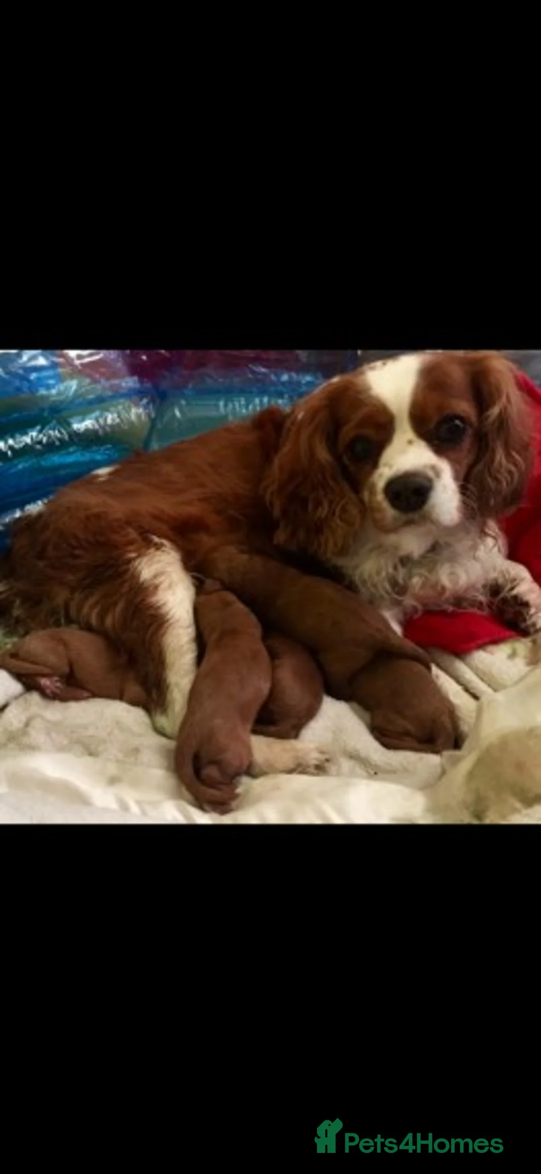 Cavapoo dogs for stud: Extensively Heath Tested Deep Red Min Poodle in Mansfield - Advert 11