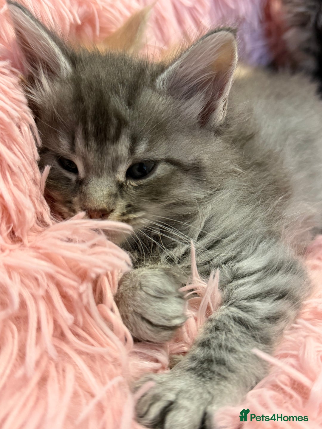 Maine Coon cats for sale: TICA REGISTERED MAINE COON KITTENS - Advert 26