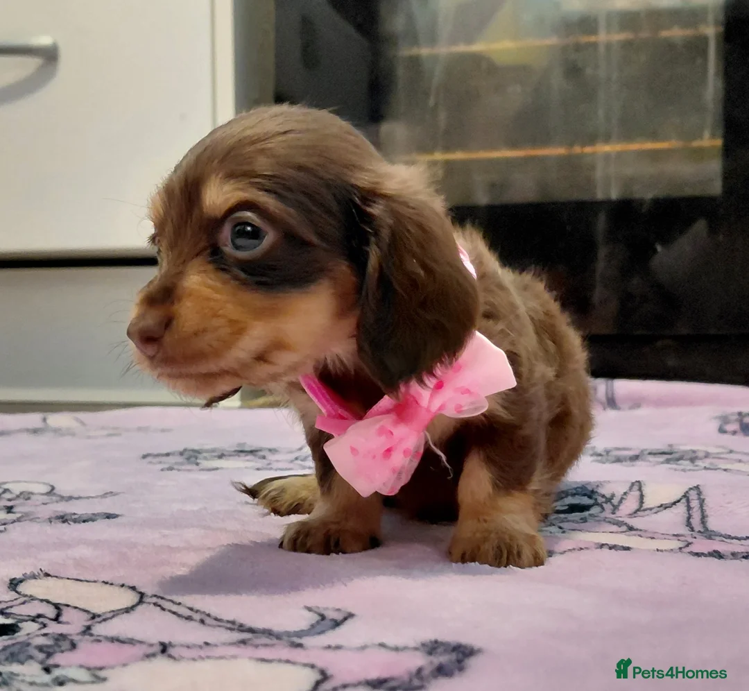 Miniature Dachshund dogs for sale: Sweetest Longhaired/One S.Haired Mini's 🤎🐾 - Advert 39