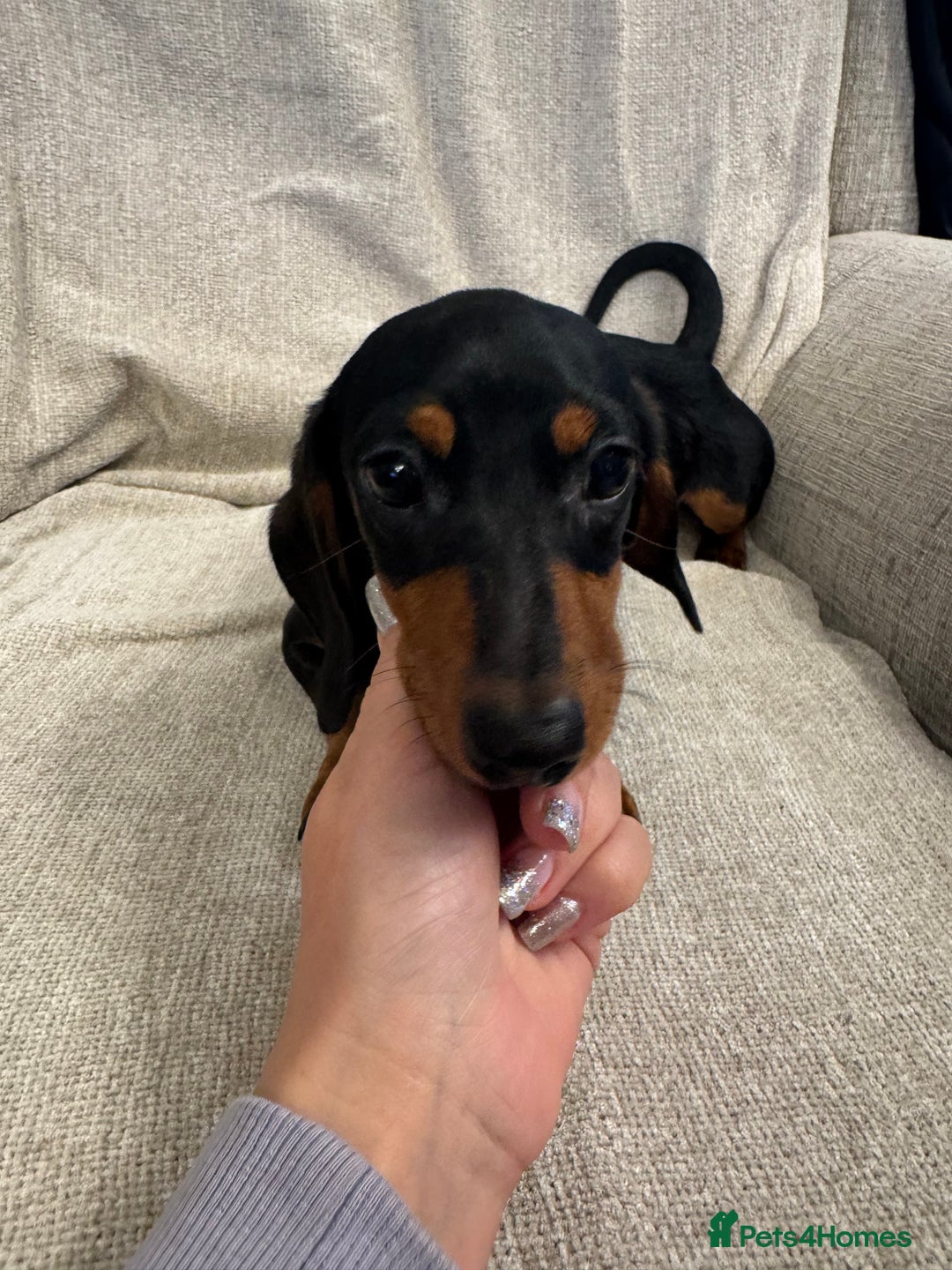 Miniature Dachshund dogs for sale: Miniature dachshunds  - Advert 7