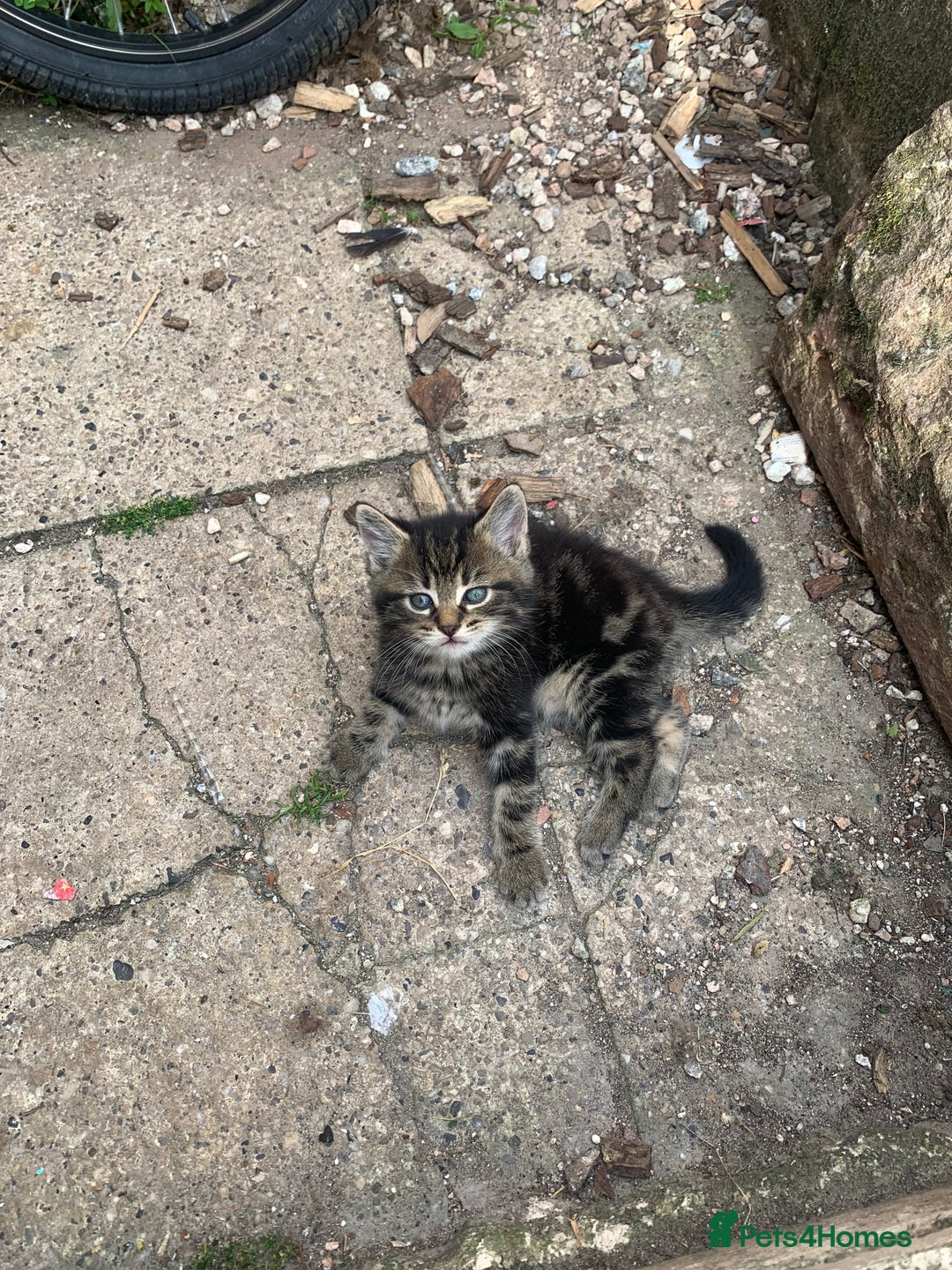 Mixed Breed cats for sale: 3 Fluffy kittens for sale 🥰 - Image 6