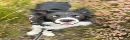 Border Collie dogs for sale: Reggie needing a forever home  - Advert 1