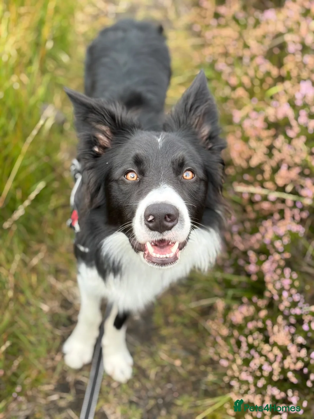 Border Collie dogs for sale: Reggie needing a forever home  - Advert 1