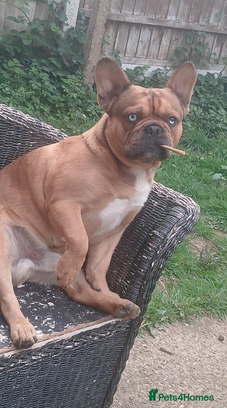 French Bulldog dogs for sale: Male French bulldog  - Advert 2