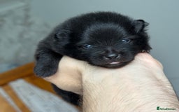 Pomeranian dogs for sale: Four adorable fluffy Pomeranian puppie - Image 7