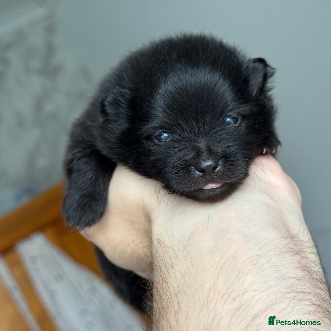 Pomeranian dogs for sale: Four adorable fluffy Pomeranian puppie - Image 7