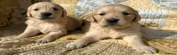 Golden Retriever dogs for sale: Golden Retriever Puppies Ready 13 April in Llandysul - Advert 15