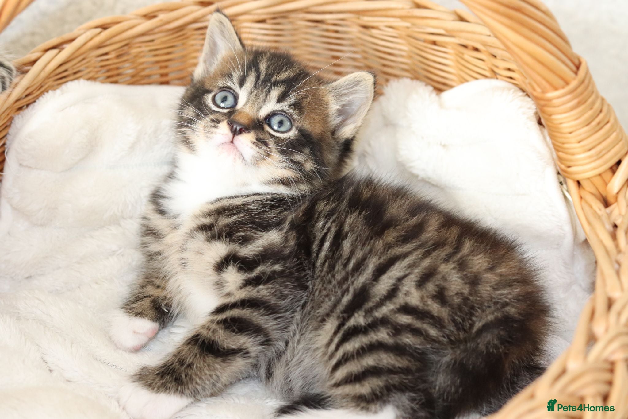 Mixed Breed cats Beautiful Tabby Kittens - Advert 1