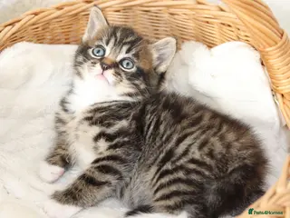 Mixed Breed cats Beautiful Tabby Kittens - Advert 1