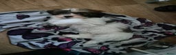 Mixed Breed dogs for sale: 2 adorable Havanse x japanese chin puppies  - Advert 6