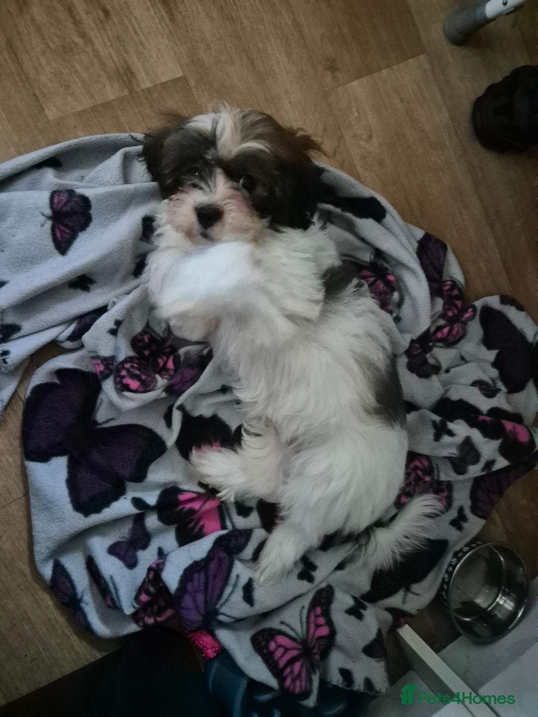 Mixed Breed dogs for sale: 2 adorable Havanse x japanese chin puppies  - Advert 6