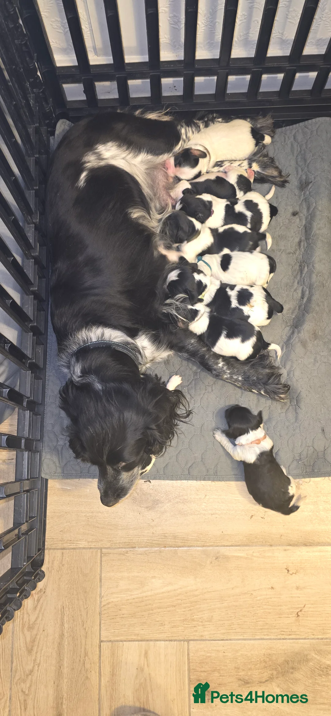 Sprocker dogs for sale: Sprocker spaniel pups - Advert 2
