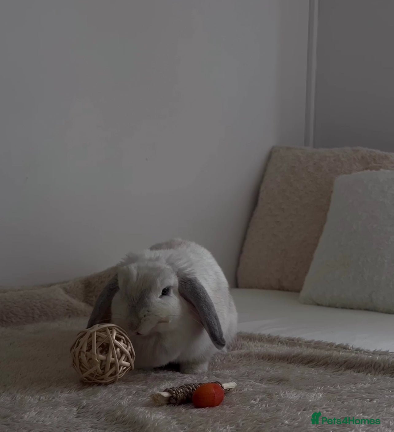 Mixed Breed rabbits Lulu 🤍 - Advert 1