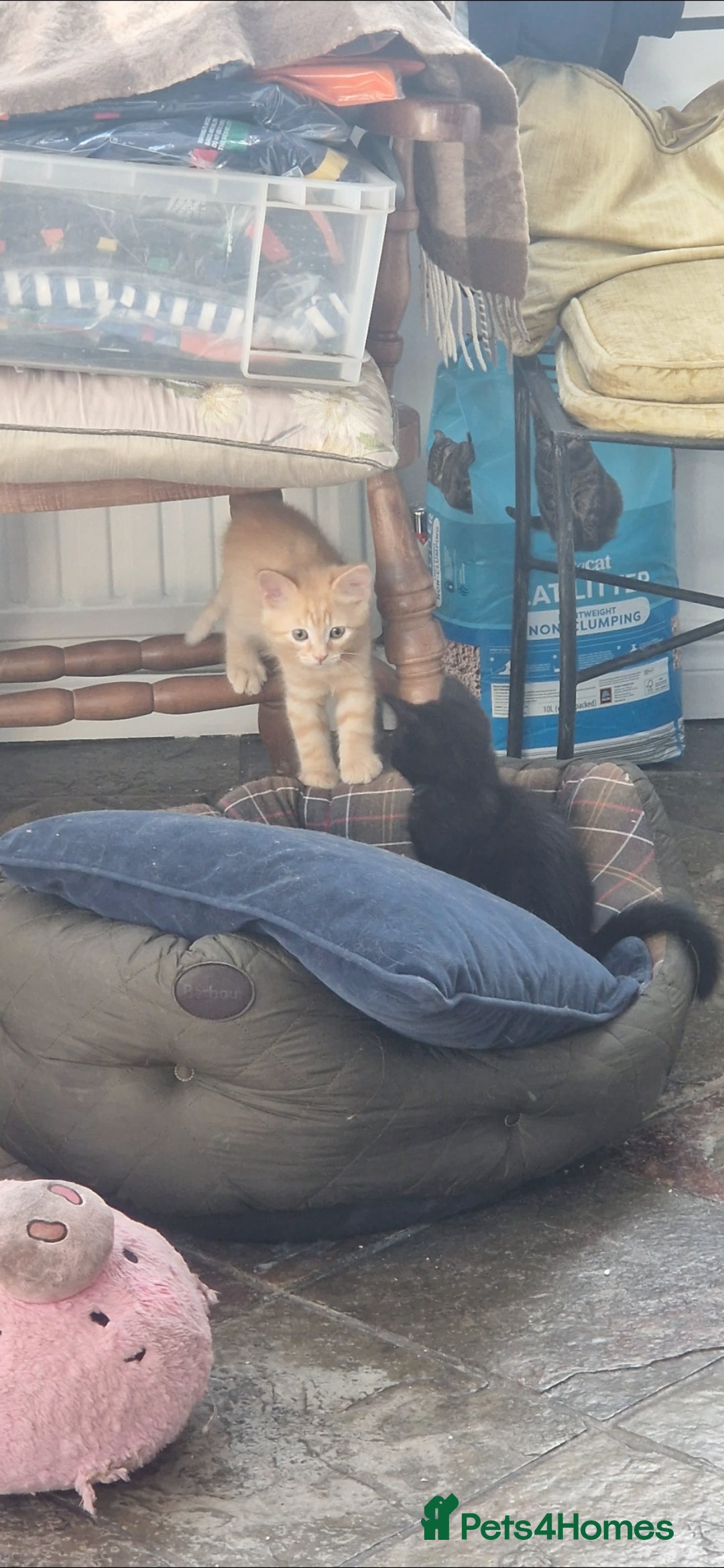 Siamese cats for sale: 10 week old kittens  - Image 4