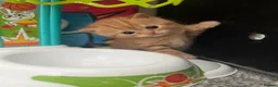Scottish Fold cats for sale: Scottish fold kittens in Southend-on-Sea - Advert 6
