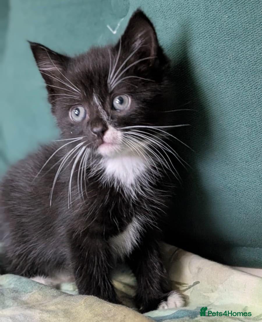 Domestic Shorthair cats Domestic Shorthair Kittens only 2 left - Advert 1