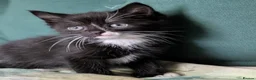 Domestic Shorthair cats for sale: Domestic Shorthair Kittens - Advert 26