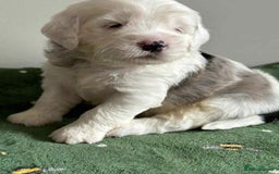 Sheepadoodle dogs for sale: unique midi sheepadoodle babies - Image 16