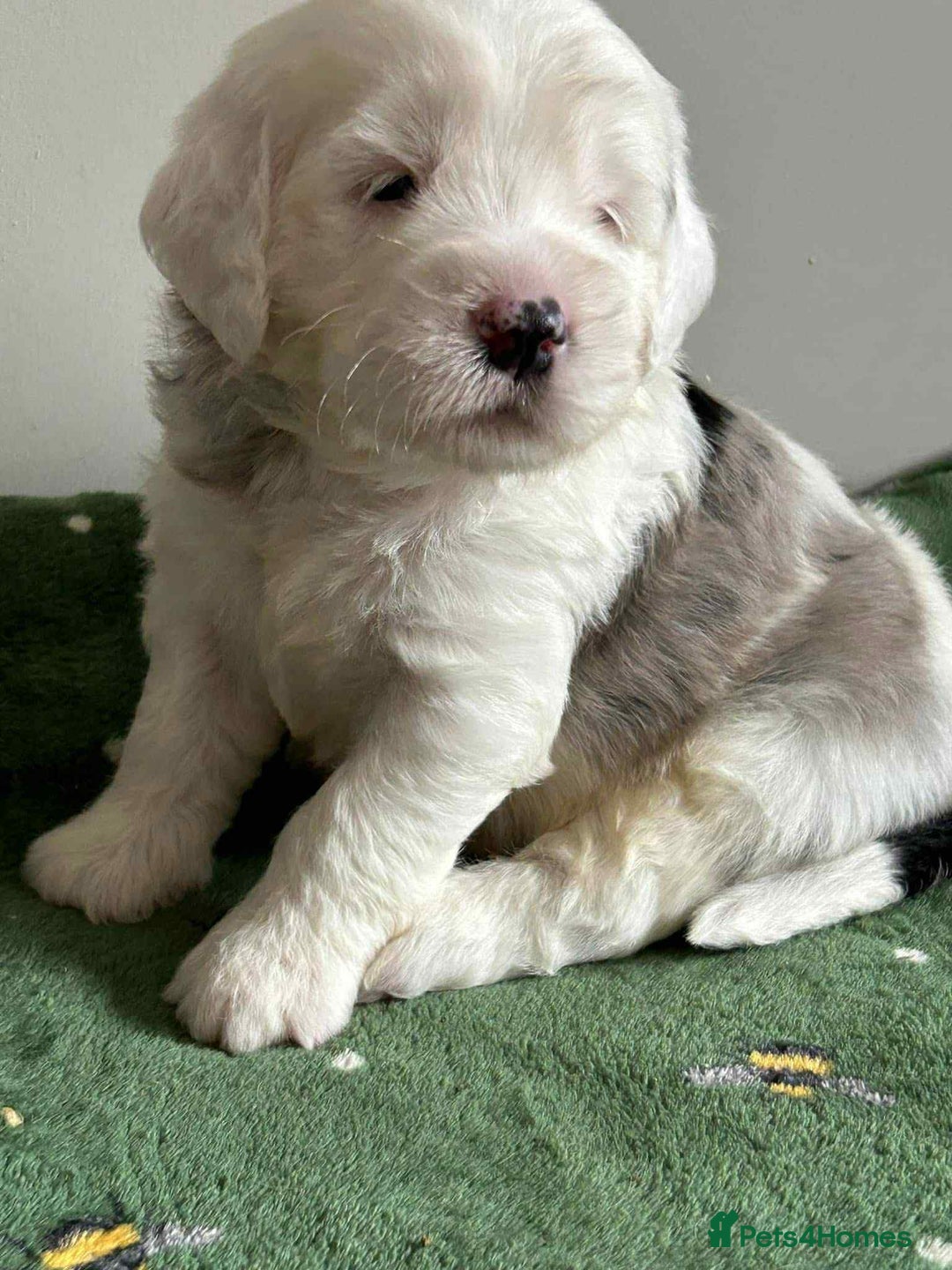 Sheepadoodle dogs for sale: unique midi sheepadoodle babies - Image 16
