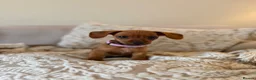 Mixed Breed dogs for sale: Rosie - Advert 3