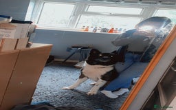 Akita dogs for sale: Dutch  - Image 3