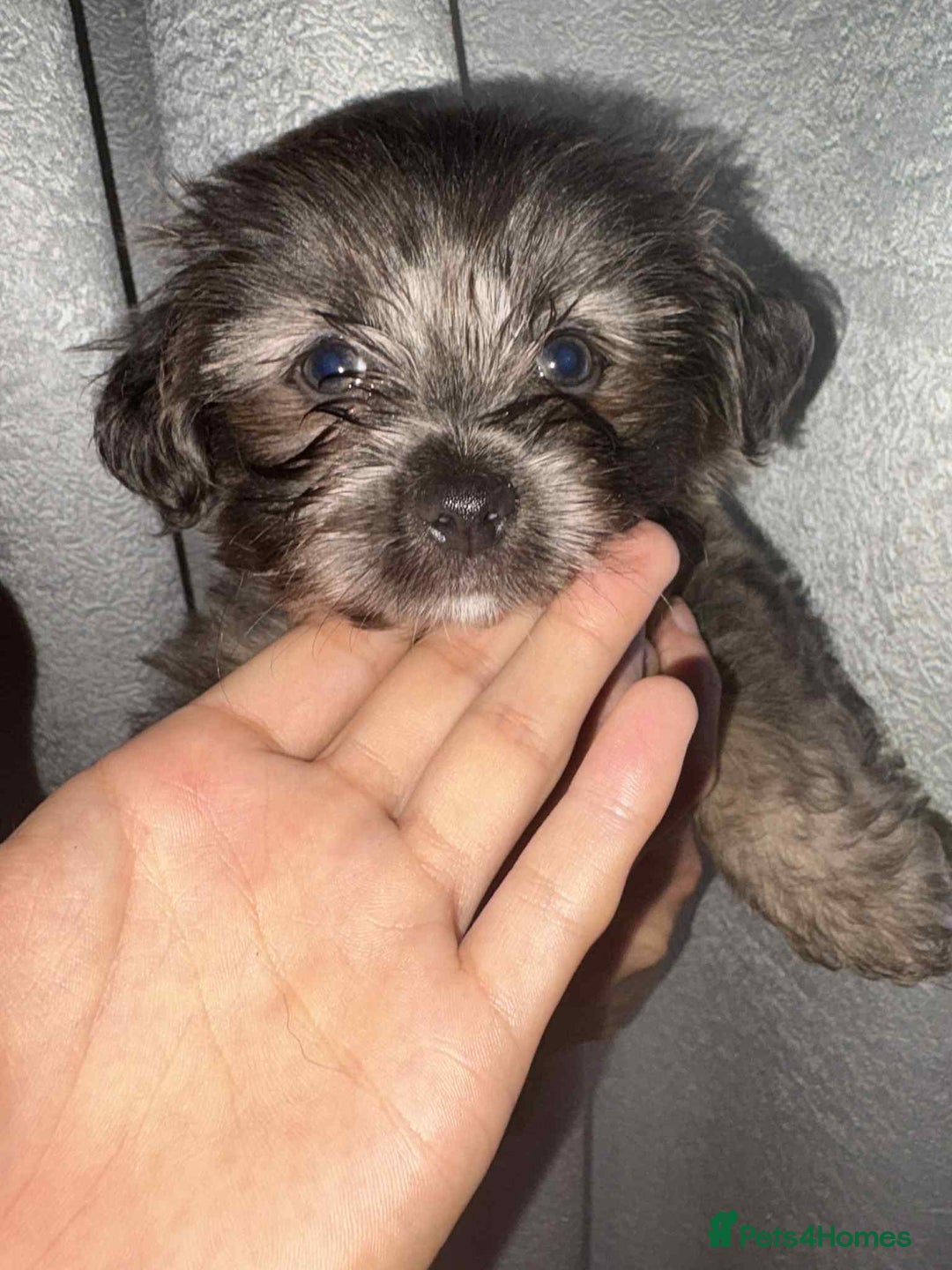 Mixed Breed dogs for sale: Mixed breed puppies for sale - Image 6